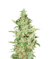 Euforia fem (Dutch Passion), Нидерланды