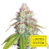 Glue Breath genetics fem (IZI/LimEd)