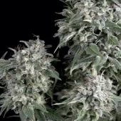 White Widow fem (Trikoma Seeds), Испания