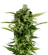 Auto-Bomb autofem (GHS), Нидерланды