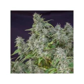 Frosty Friday reg (Super Sativa Seed Club), Нидерланды