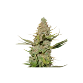 Karel's Cookies reg (Super Sativa Seed Club), Нидерланды