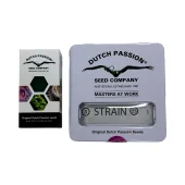 Blue Zushi fem (Dutch Passion), Нидерланды