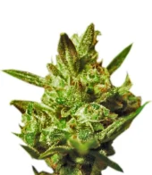 Super Critical Auto fem (GHS), Нидерланды