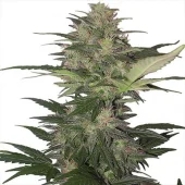 Red Dwarf Auto autofem (Buddha Seeds), Испания
