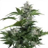 White Dwarf Auto autofem (Buddha Seeds), Испания