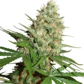Train Wreck Fem feminised (GHS), Нидерланды