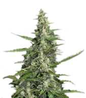 Pandora autofem (Paradise Seeds), Нидерланды