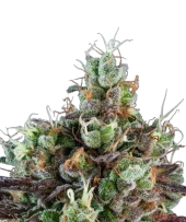 Auto Sour Ripper (Ripper Seeds), Испания