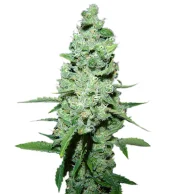 AK-47 fem (Serious Seeds), Нидерланды