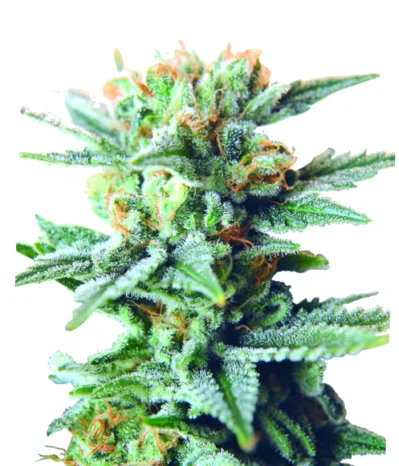 Для новичков