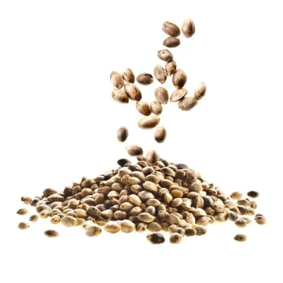 Проращивание семян