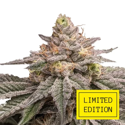 Для новичков